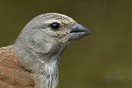 Common Linnet