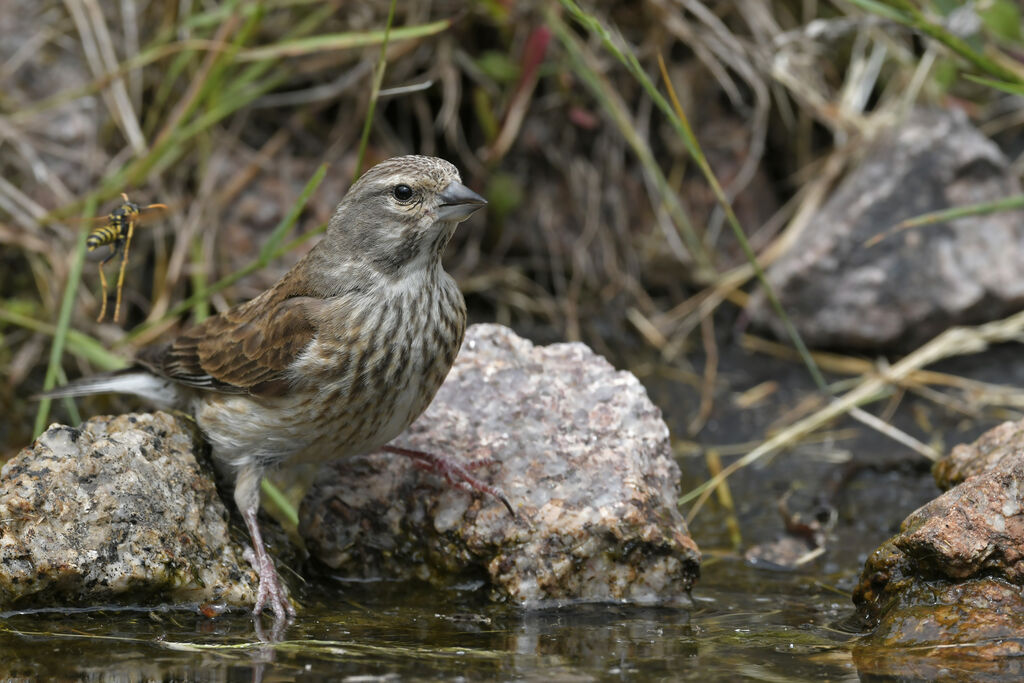 Linotte mélodieuse femelle adulte, identification