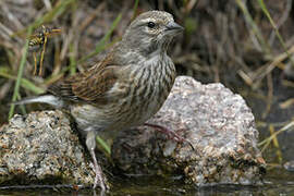 Common Linnet