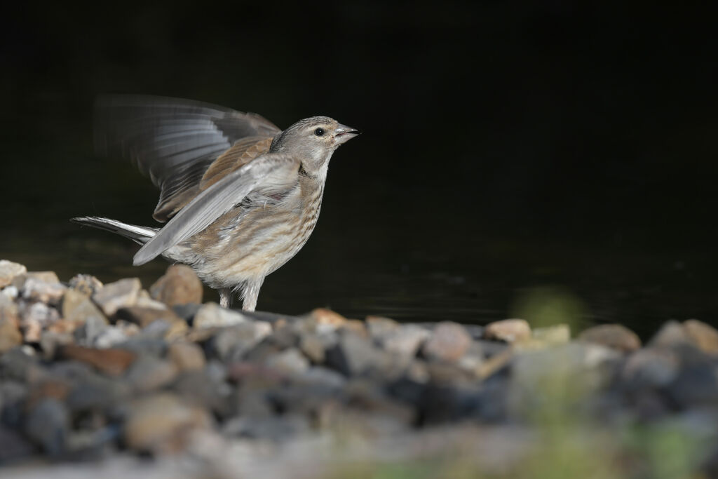 Common Linnet female adult, identification