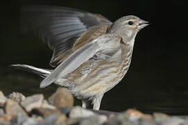 Common Linnet