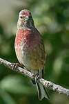 Linotte mélodieuse