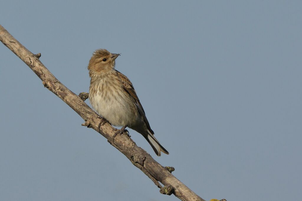 Linotte mélodieuse