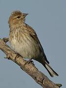 Common Linnet