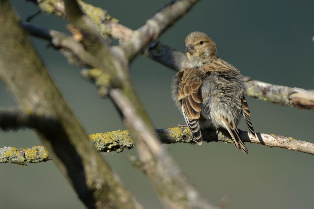 Linotte mélodieuse