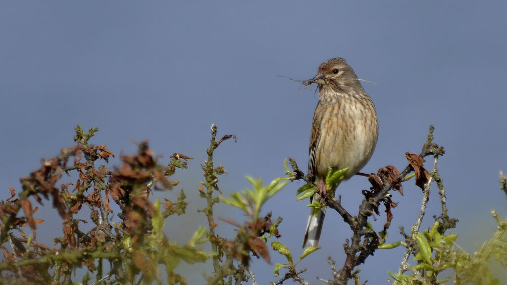 Common Linnet female adult, Reproduction-nesting