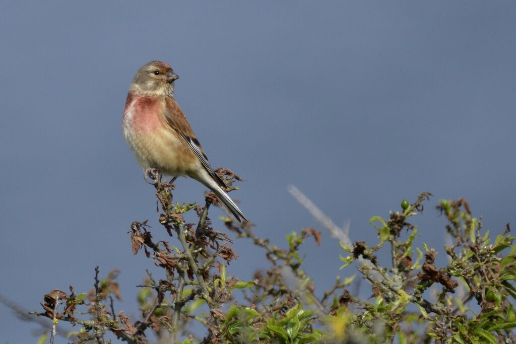 Common Linnet male adult