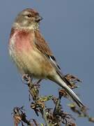 Common Linnet