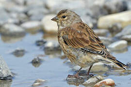 Common Linnet