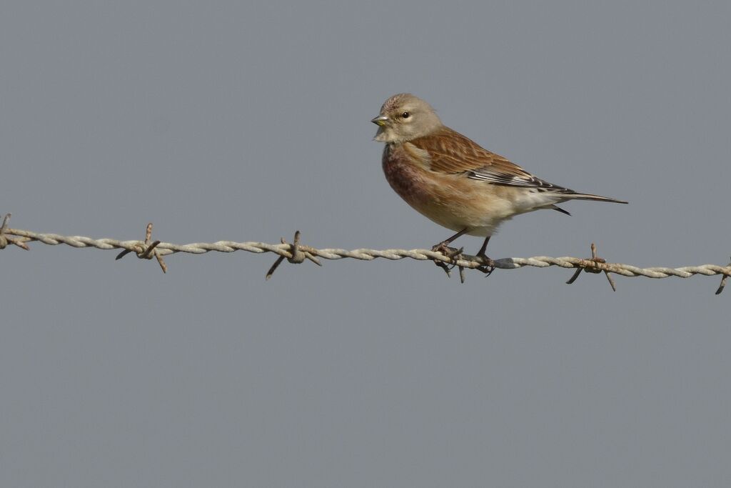 Linotte mélodieuse