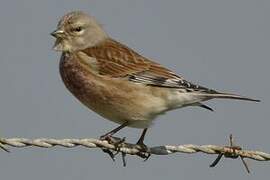 Common Linnet