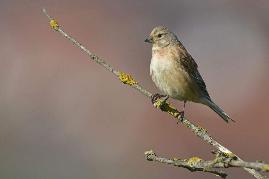 Common Linnet male adult