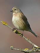 Common Linnet