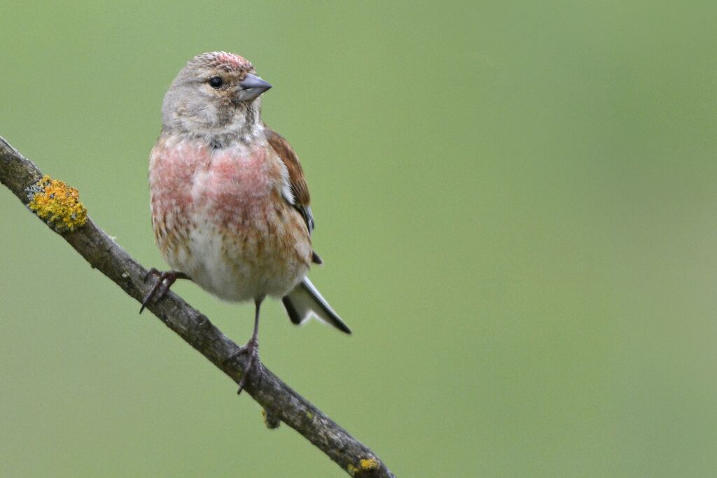 Common Linnet male adult, identification