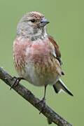 Common Linnet