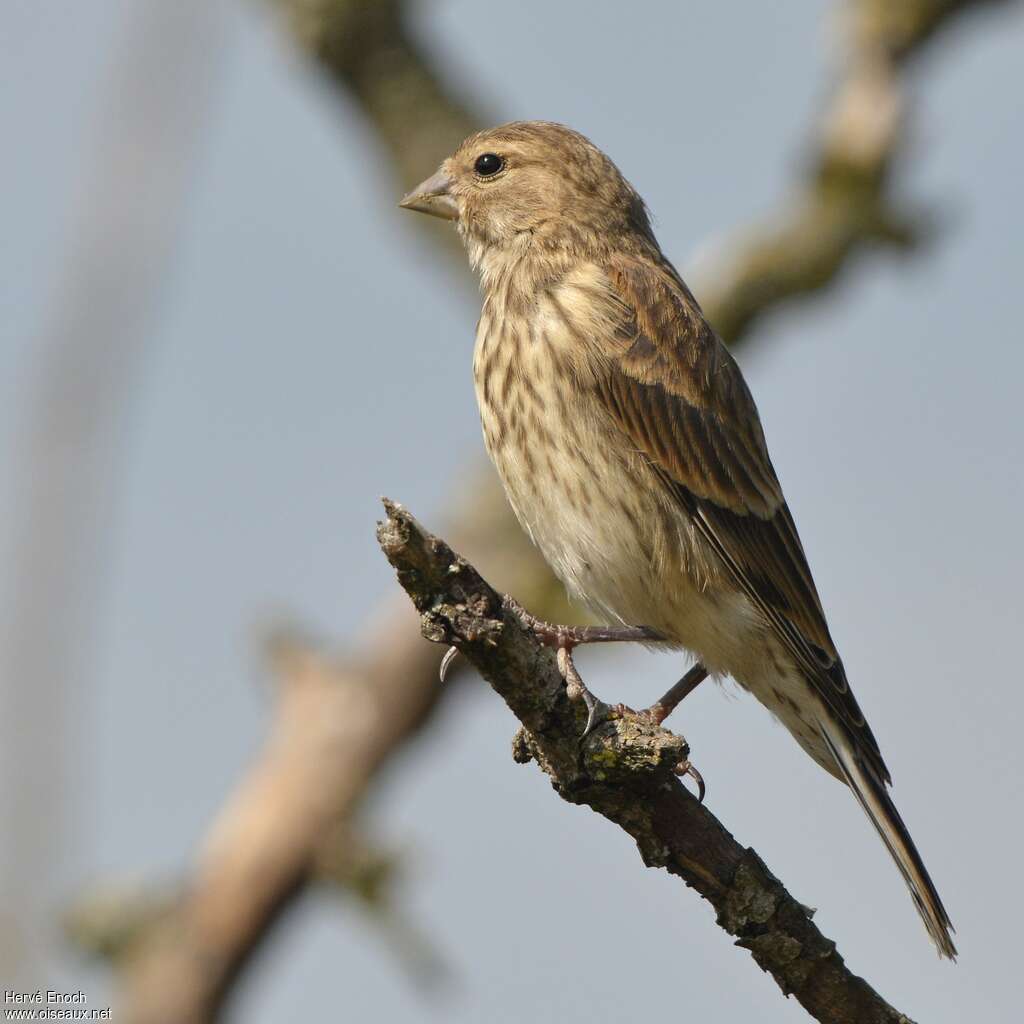 Common Linnetjuvenile, identification