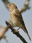 Common Linnet