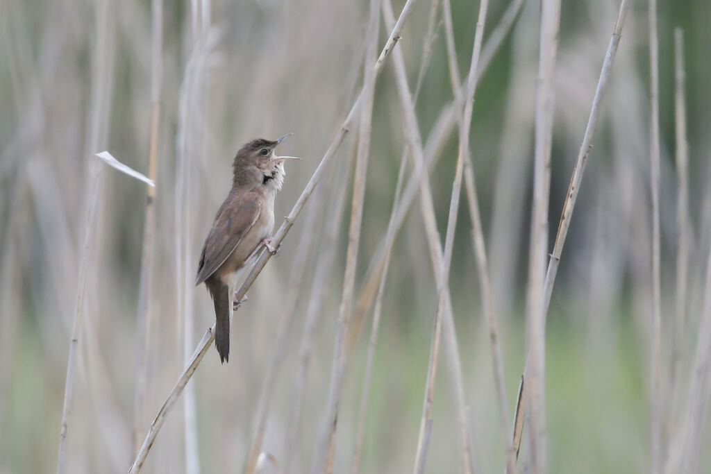 Savi's Warbler male adult, identification, song