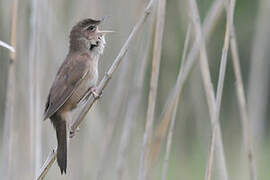 Savi's Warbler