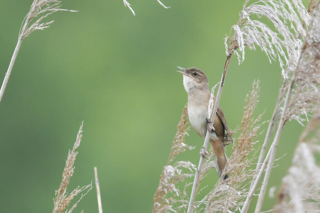 Savi's Warbler male adult, identification, song