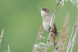 Savi's Warbler