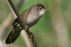 Locustelle luscinioïde