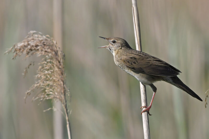 Common Grasshopper Warbler male adult, identification, song