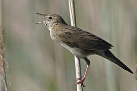 Common Grasshopper Warbler