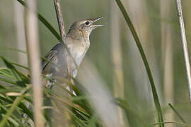 Common Grasshopper Warbler