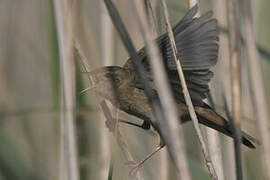 Common Grasshopper Warbler