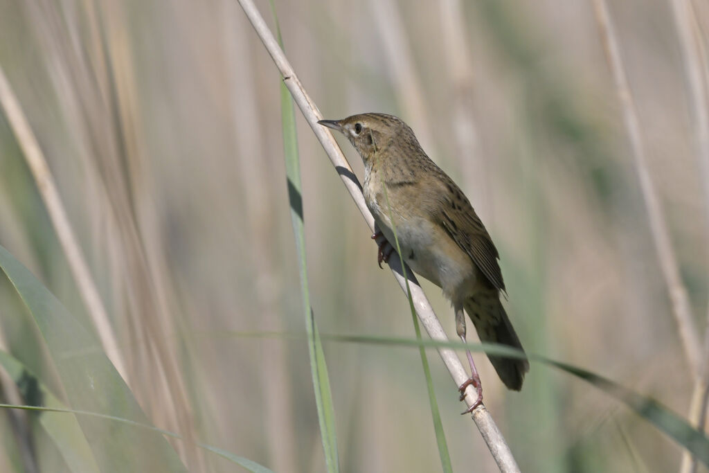 Common Grasshopper Warbler male adult, identification