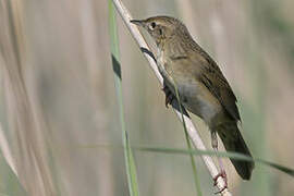 Common Grasshopper Warbler