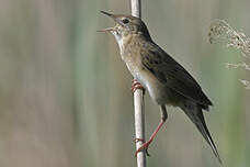 Locustelle tachetée