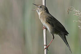 Common Grasshopper Warbler