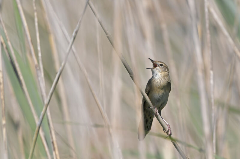 Common Grasshopper Warbler male adult breeding, identification, song