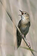 Common Grasshopper Warbler