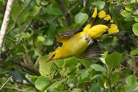 Eurasian Golden Oriole