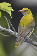 Eurasian Golden Oriole