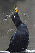 Velvet Scoter