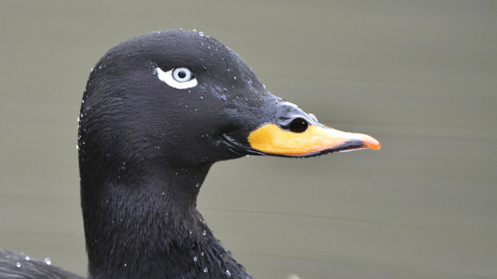 Velvet Scoter male adult, close-up portrait