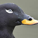 Macreuse brune