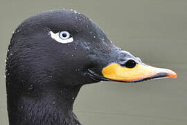 Velvet Scoter