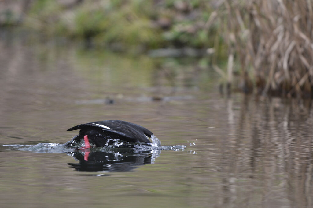 Velvet Scoter male adult, Behaviour