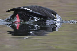 Velvet Scoter