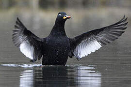 Velvet Scoter