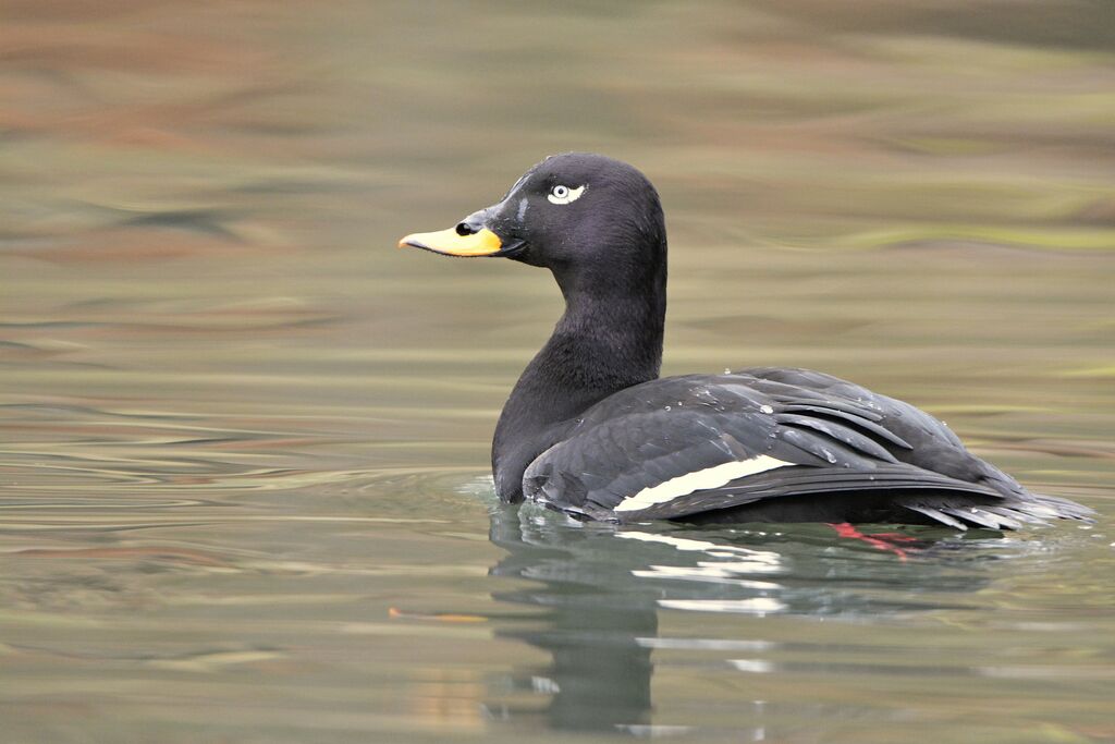 Velvet Scoter male adult, identification, swimming