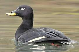 Velvet Scoter