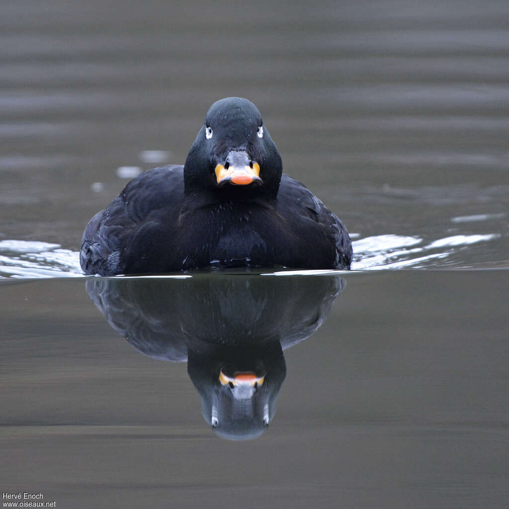 Velvet Scoter male adult, close-up portrait, swimming