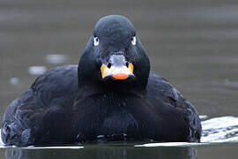 Velvet Scoter