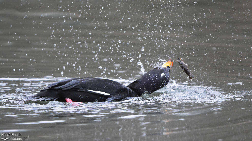 Velvet Scoter male adult, feeding habits, fishing/hunting